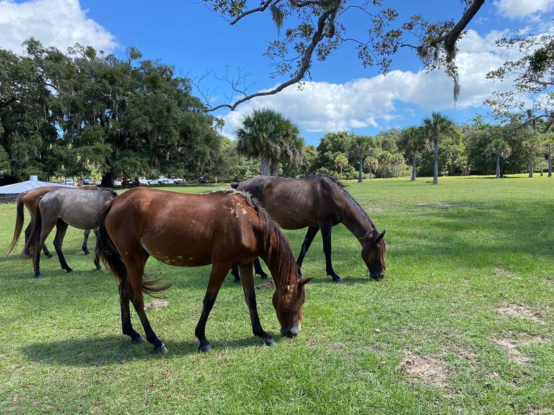 Is Cumberland Island Worth The Trip?