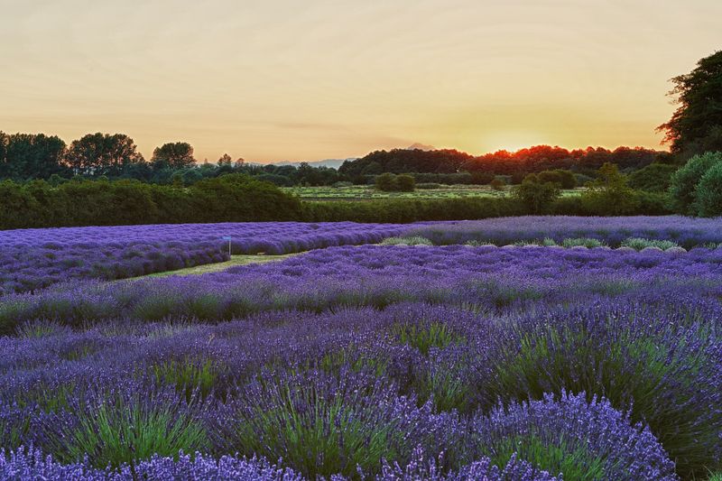Jardin du Soleil Lavender, Sequim, Washington Jardin du Soleil Lavender, Sequim, Washington