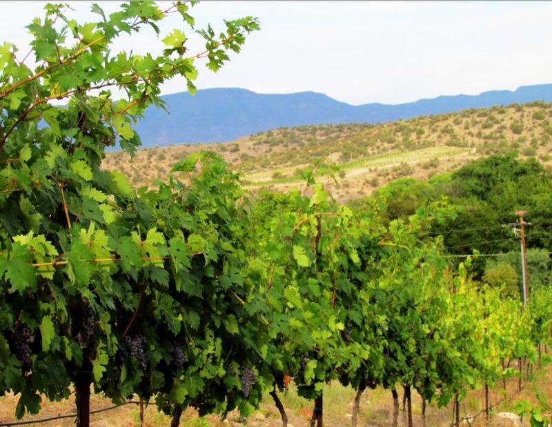 Javelina Leap Vineyard, Cornville, Arizona