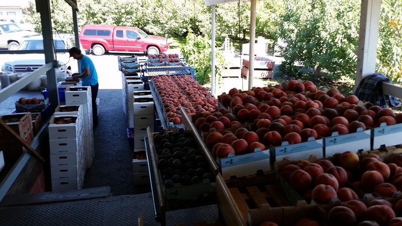 Johnson Orchards, Yakima