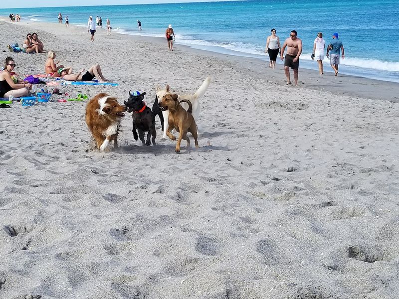 Jupiter Off-Leash Dog Beach - Jupiter, Florida