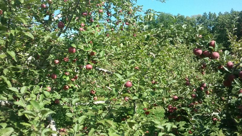 Karabin Farms, Southington, Connecticut