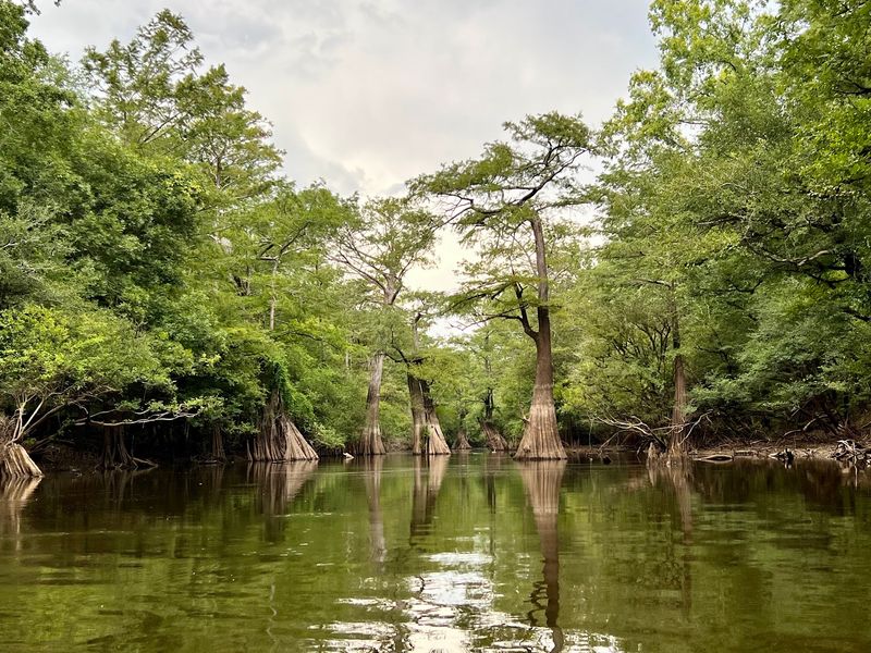 Kayaking to the Legendary Castle Tree