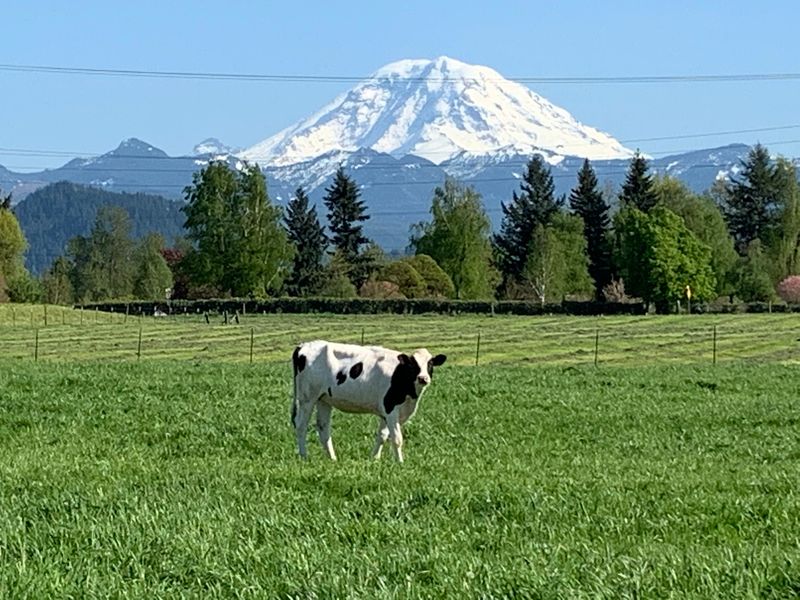 Krainick Dairy and Sweet Corn, Enumclaw, Washington