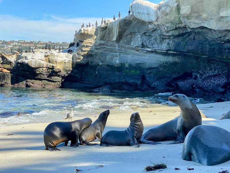 La Jolla Cove - San Diego