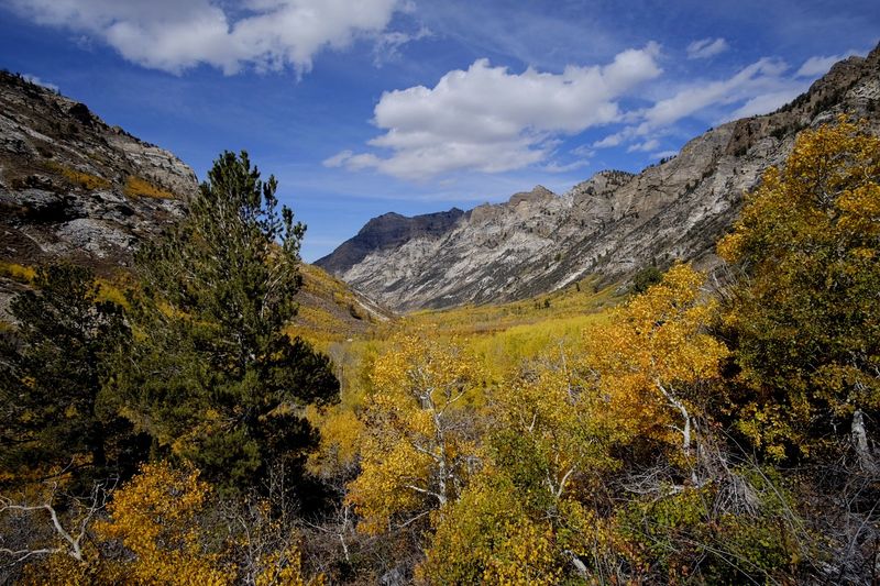 Lamoille Canyon Scenic Byway, near Elko
