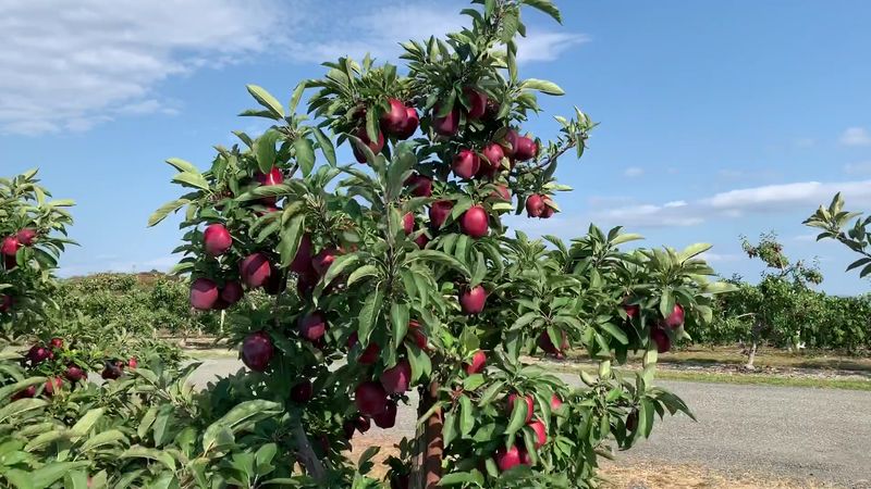 Lawrence Farms Orchards, Newburgh
