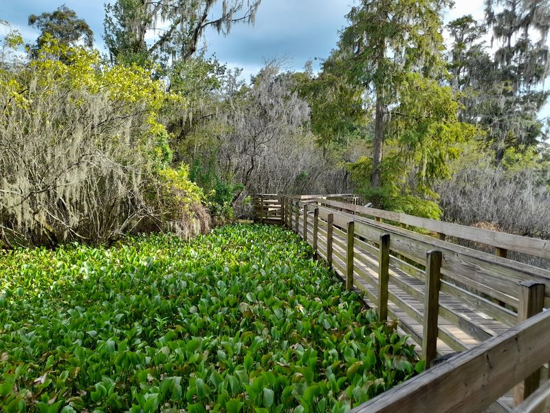Lettuce Lake Park - Tampa, Florida