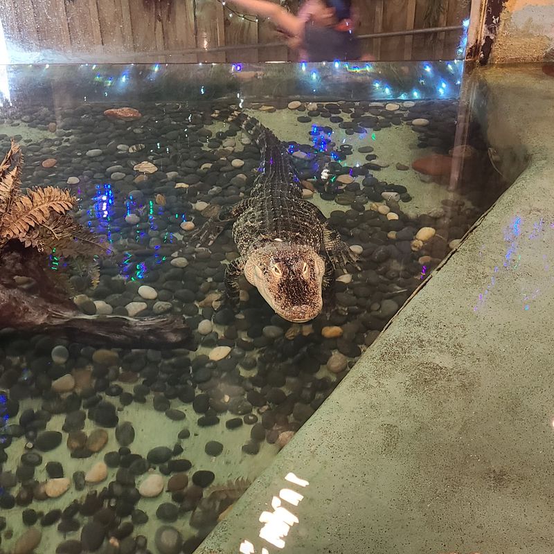 Live Alligators And Marsh Critters
