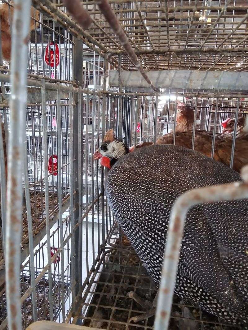 Live Auctions And The Animal Barns