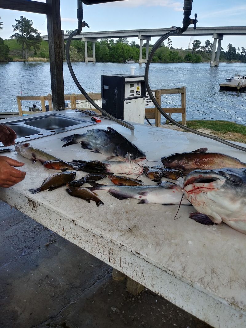 Live Bait and a Fish Cleaning Table Live Bait and a Fish Cleaning Table