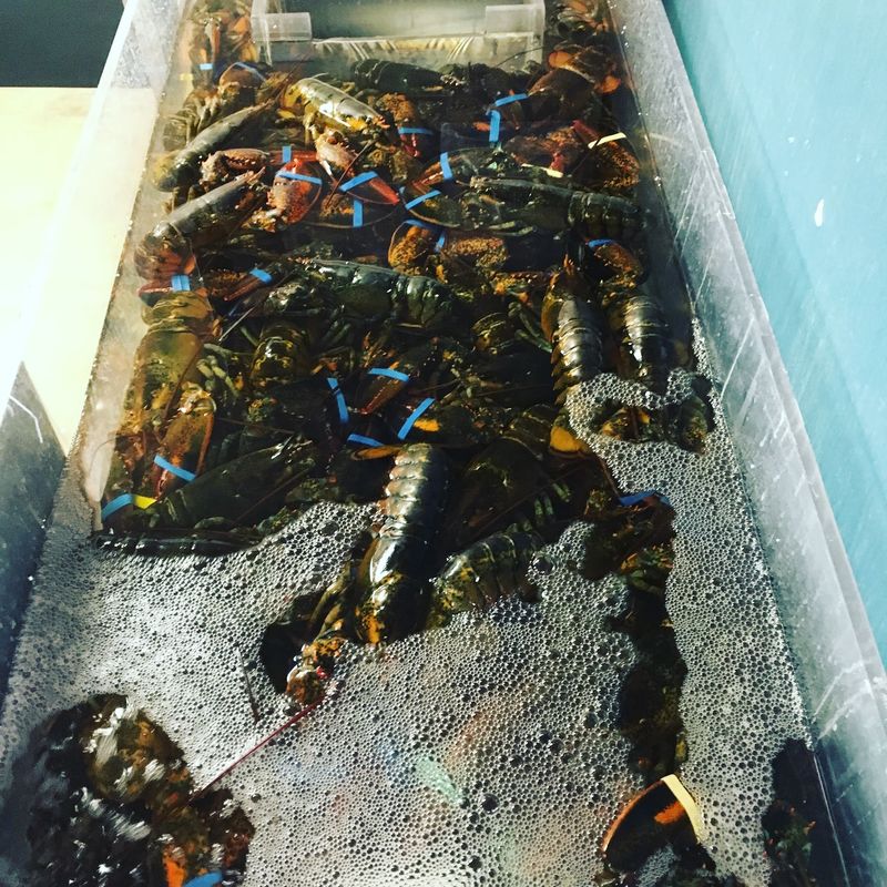 Live Lobsters and Shellfish by the Tank