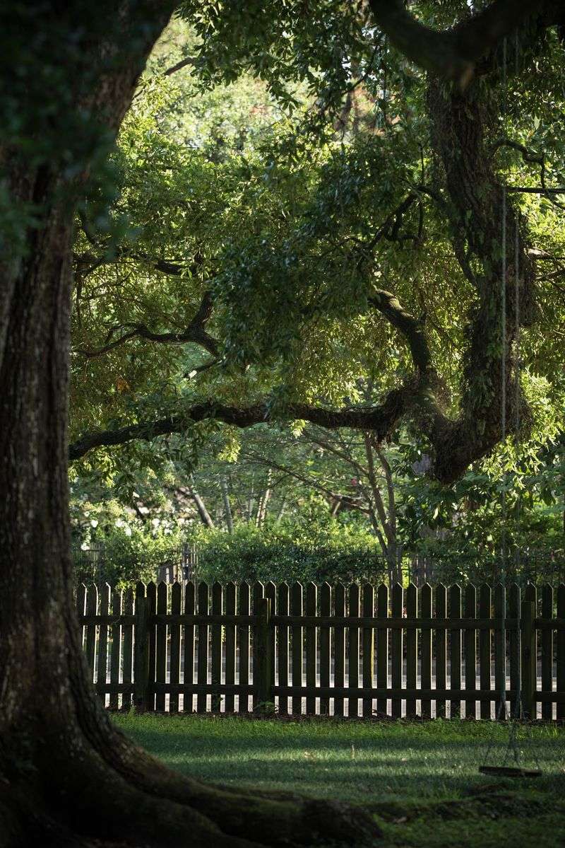 Live Oaks That Shade The Grounds Live Oaks That Shade The Grounds