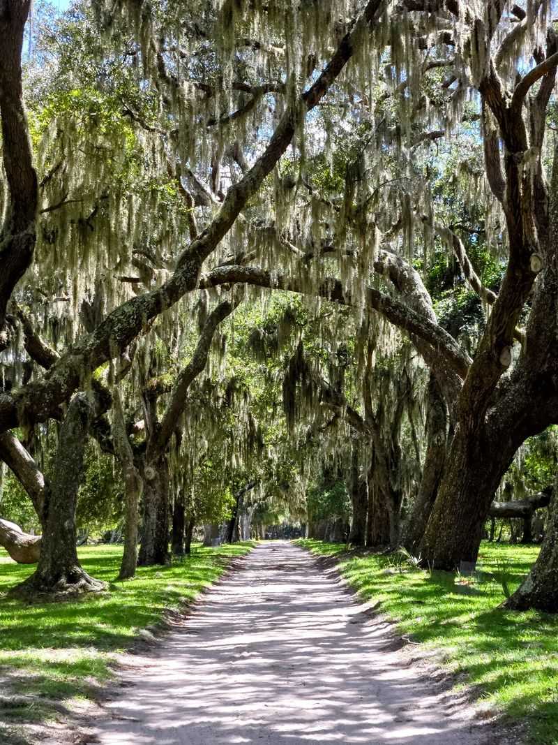 Live Oaks, Trails, And Backcountry Camping