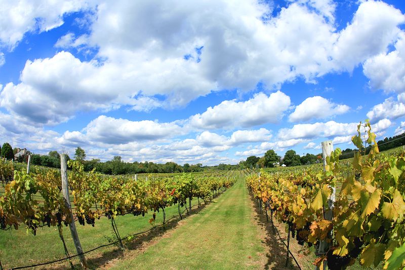 Local Wine From Nearby Vineyards