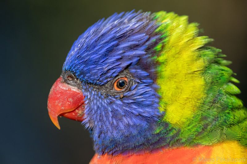Lorikeet Bird Feeding