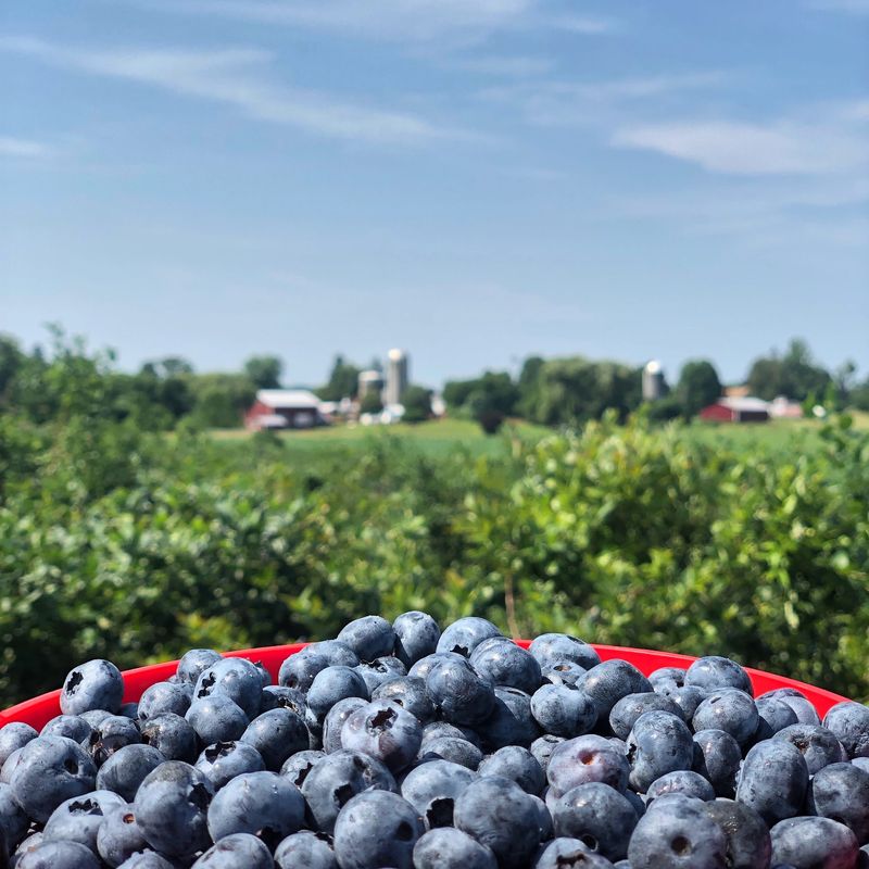 Lynnhaven Farm - Greig Farm, Red Hook, NY