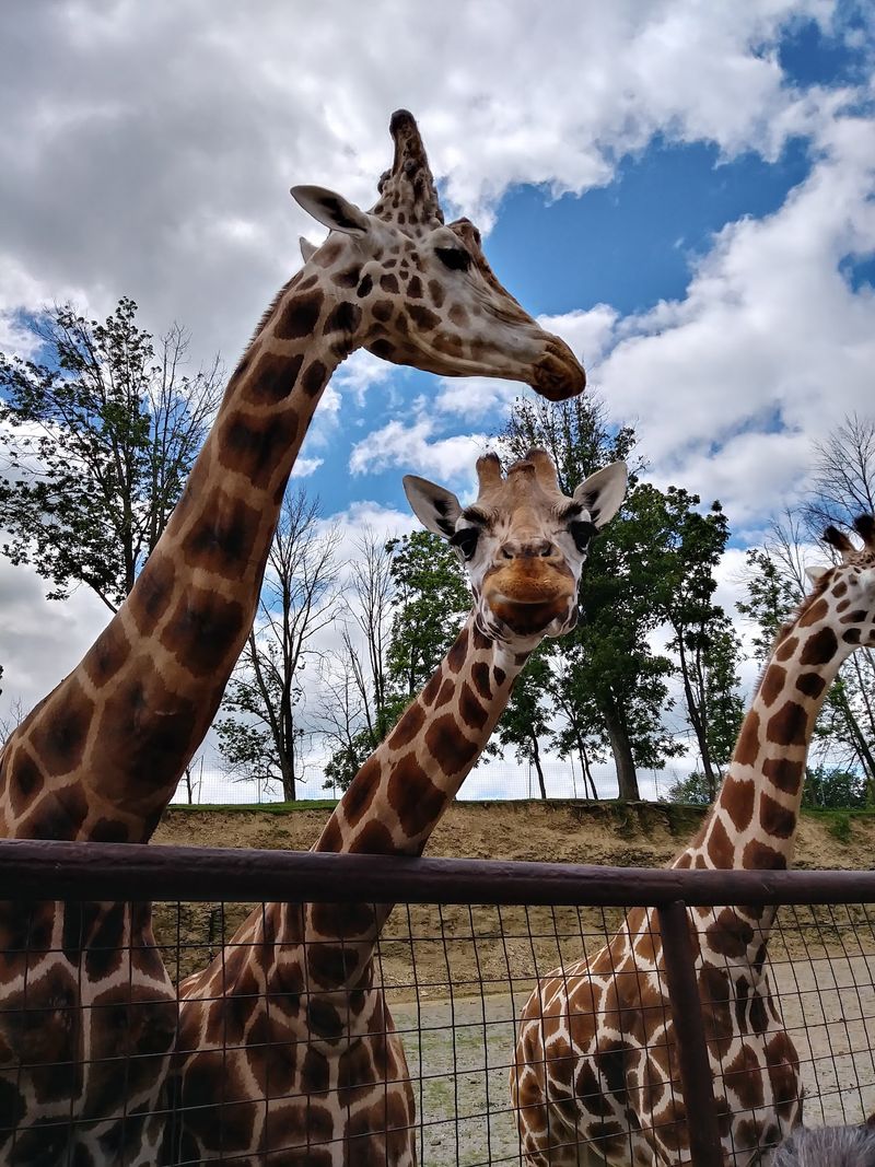 Majestic Giraffes You Will Never Forget