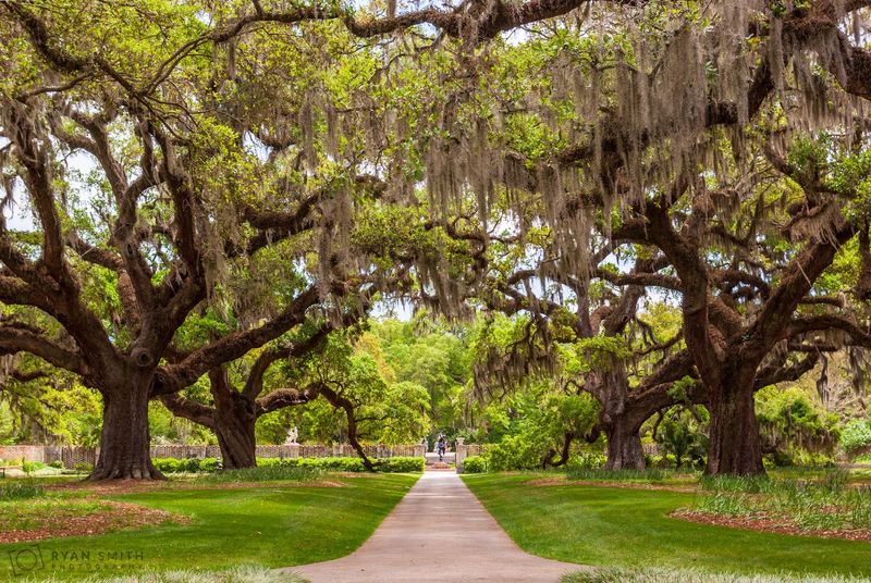 Majestic Oaks Draped In Spanish Moss