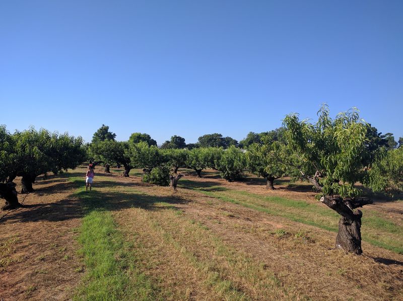 Marburger Orchard, Fredericksburg