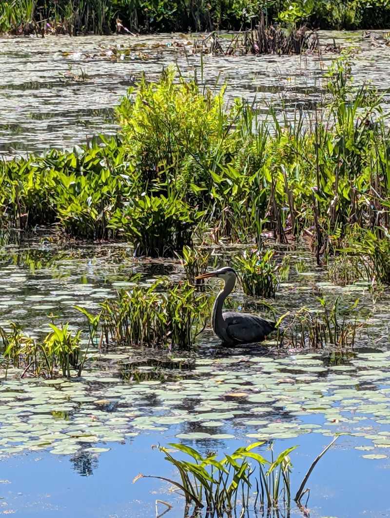 Marshes, Ponds, And The Charles River Marshes, Ponds, And The Charles River
