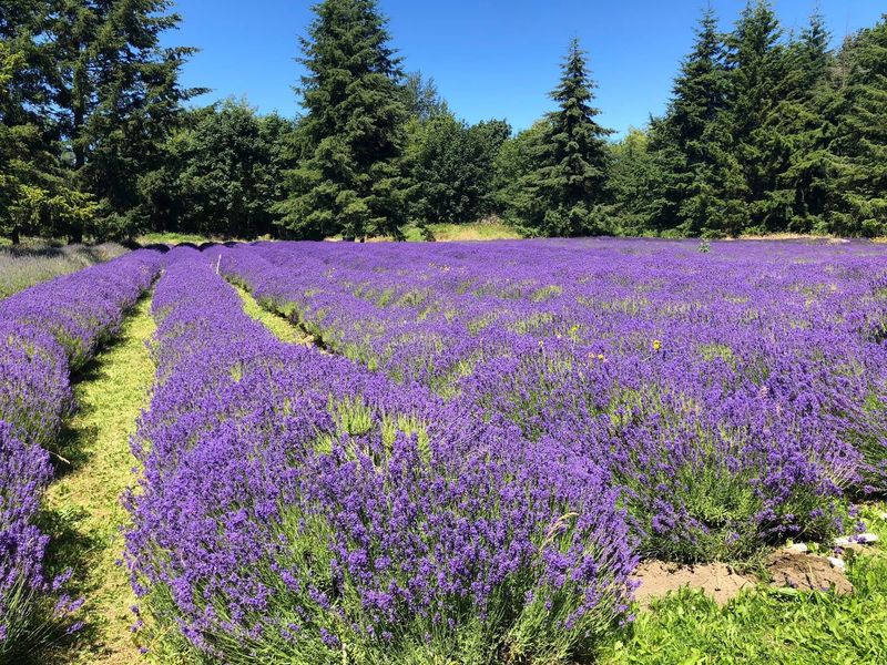 Martha Lane Lavender, Sequim, Washington Martha Lane Lavender, Sequim, Washington
