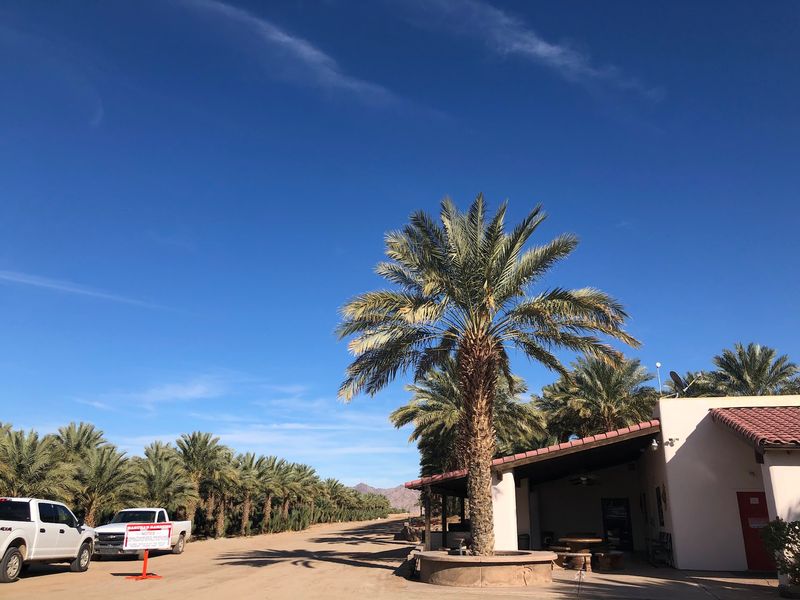 Martha's Gardens Date Farm, Yuma