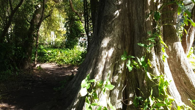 Massive Cypress Trees That Stop You Right in Your Tracks