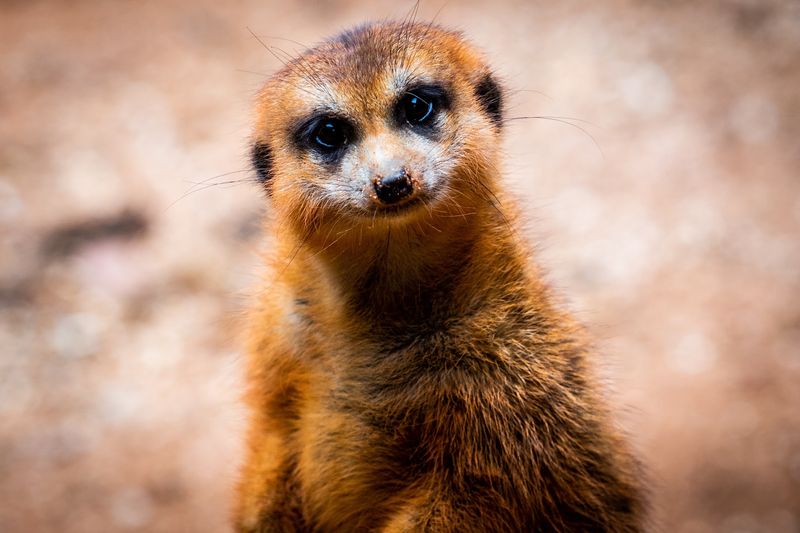 Meerkat and Porcupine Exhibit