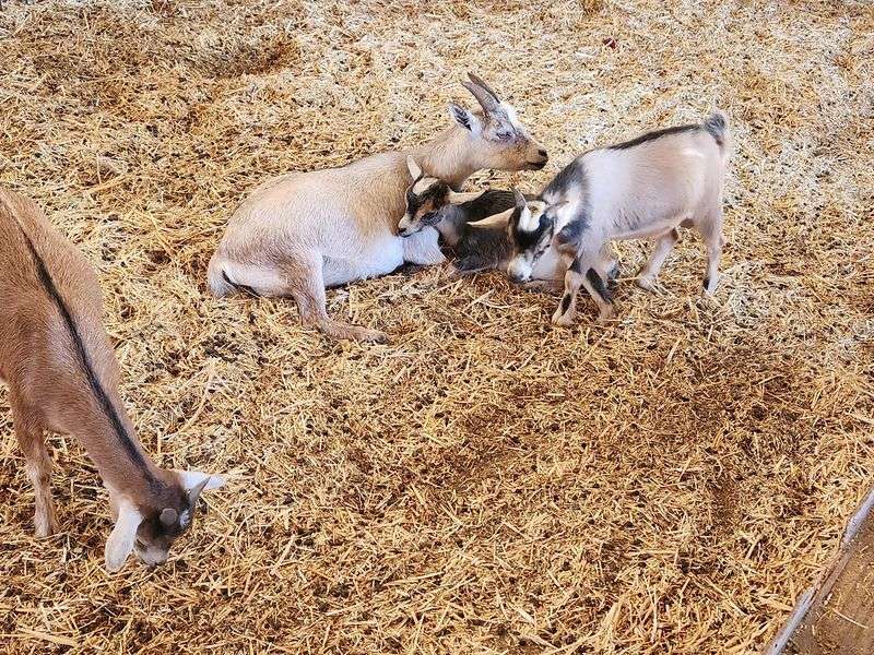 Meet The Farm Animals