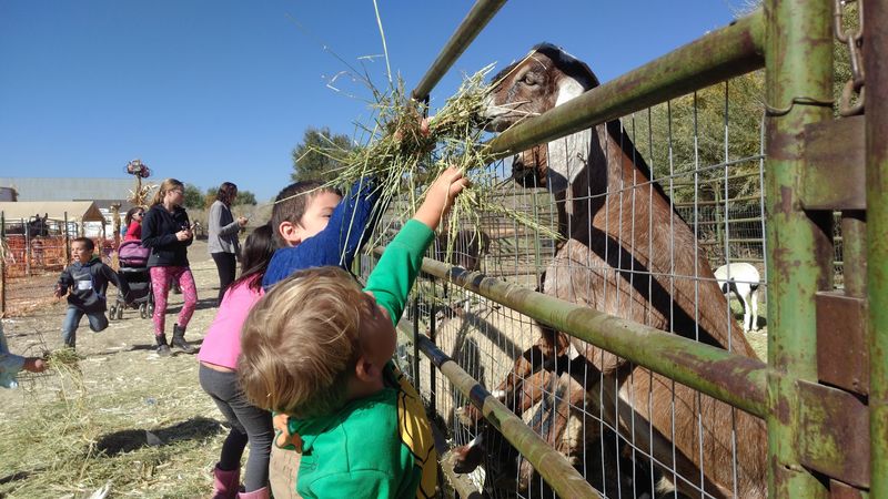 Meet The Four-Legged Locals