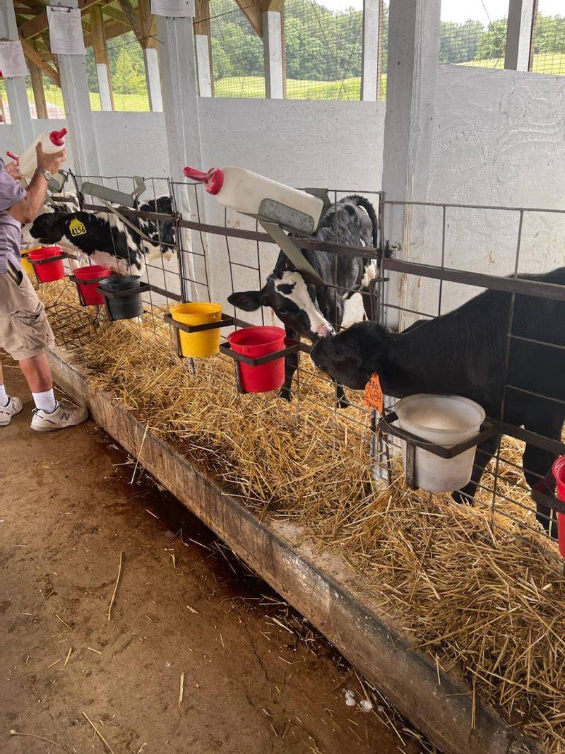 Meeting The Calves Out Back