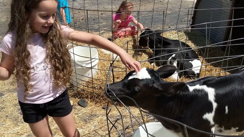 Meeting the Baby Calves Up Close