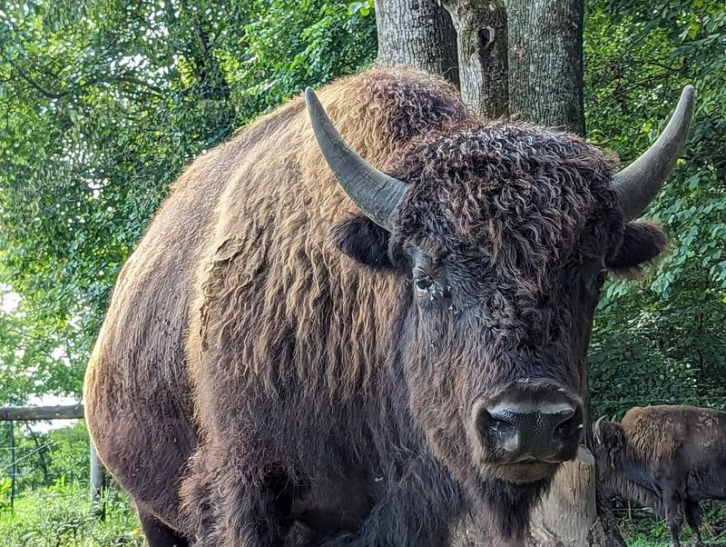 Meeting the Resident Bison