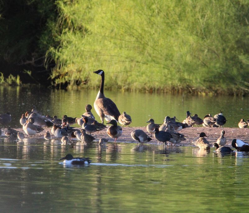 Migratory Shorebirds Passing Through Each Season