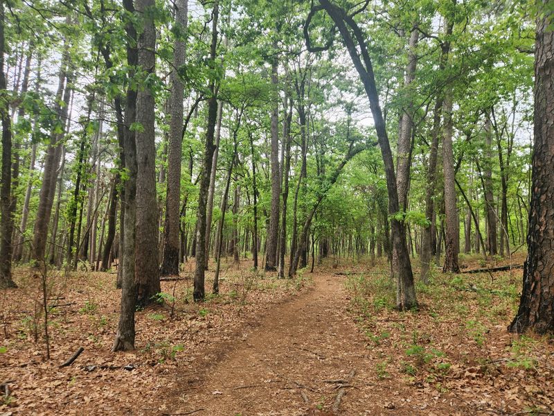 Miles Of Trails Through The Loblolly Pines