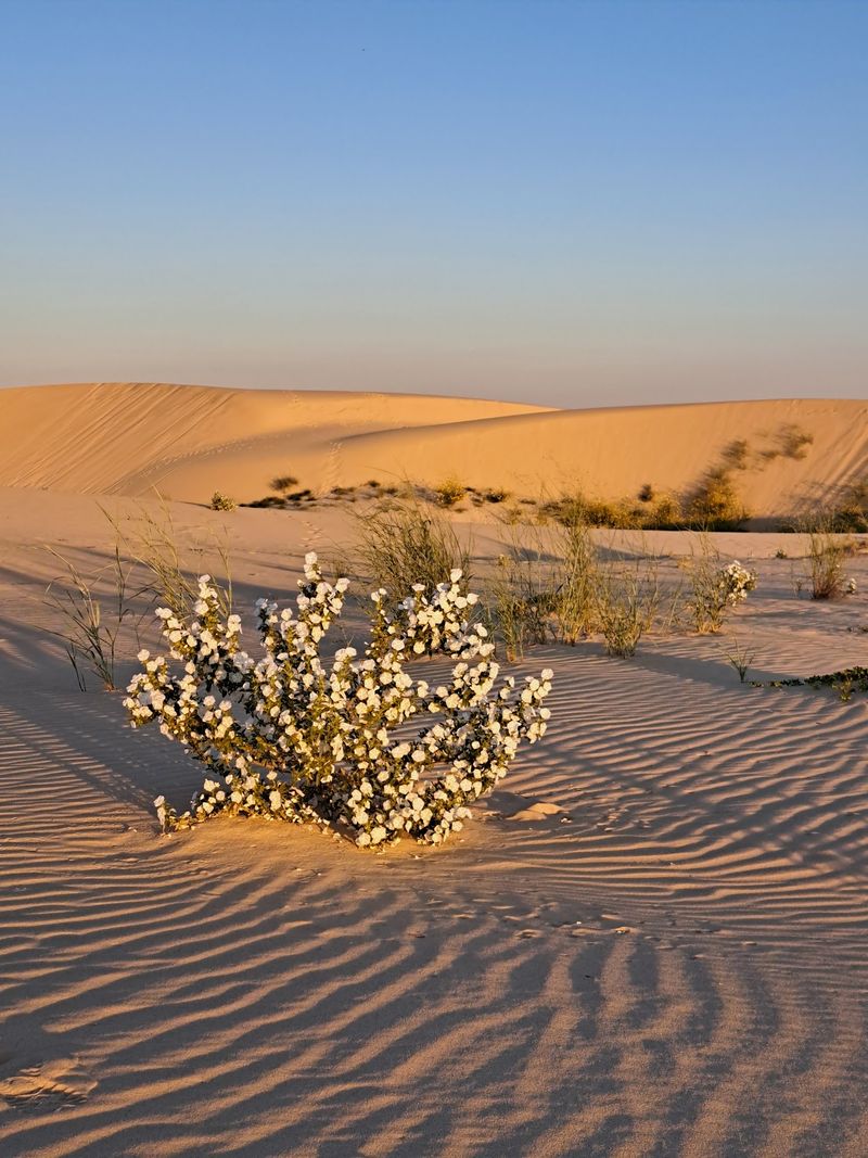 Monahans Sandhills State Park - Monahans, Texas Monahans Sandhills State Park - Monahans, Texas