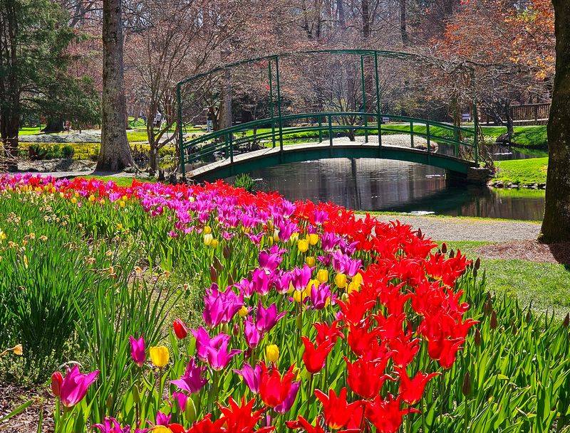 Monet's Water Lilies Come To Life Monet's Water Lilies Come To Life
