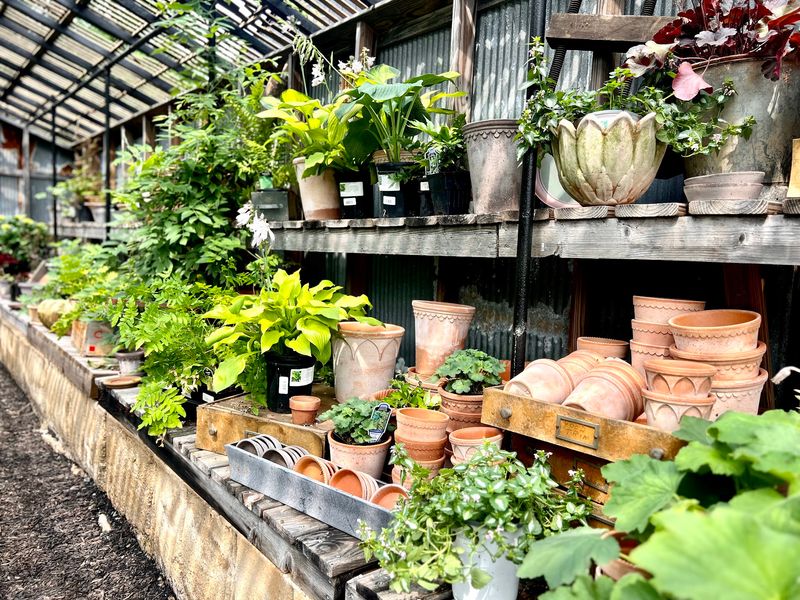 More Than Plants Inside The Greenhouse More Than Plants Inside The Greenhouse
