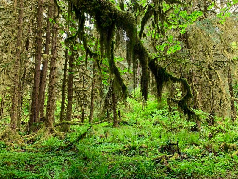 Moss So Thick It Redefines Green Moss So Thick It Redefines Green