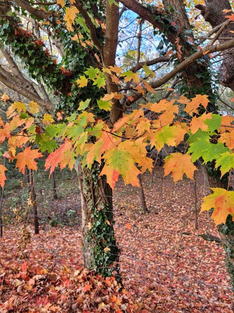 Mountain Air And Four Real Seasons