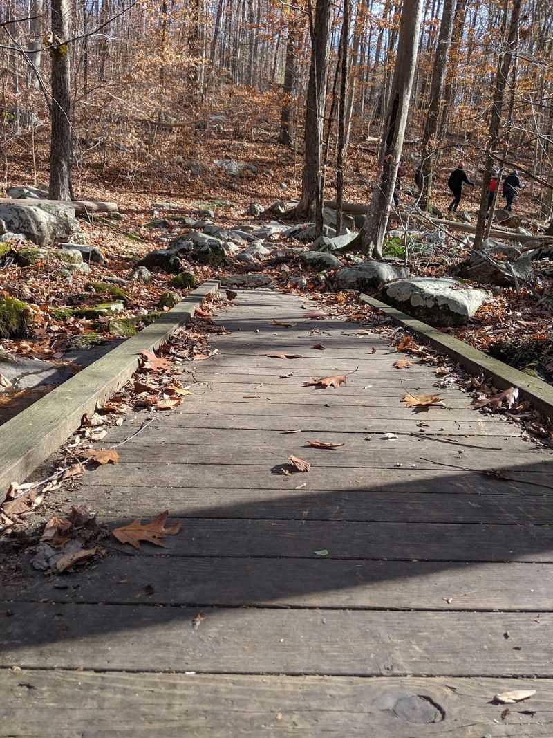 Mountain Biking Opportunities on Scenic Wooded Paths