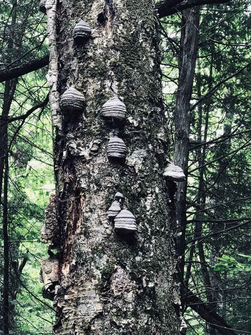 Mushroom Spotting Along the Trail Mushroom Spotting Along the Trail