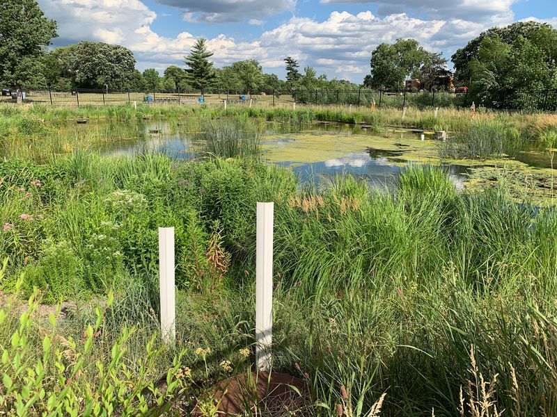 Native Plants and Wildlife That Surround the Pool Native Plants and Wildlife That Surround the Pool