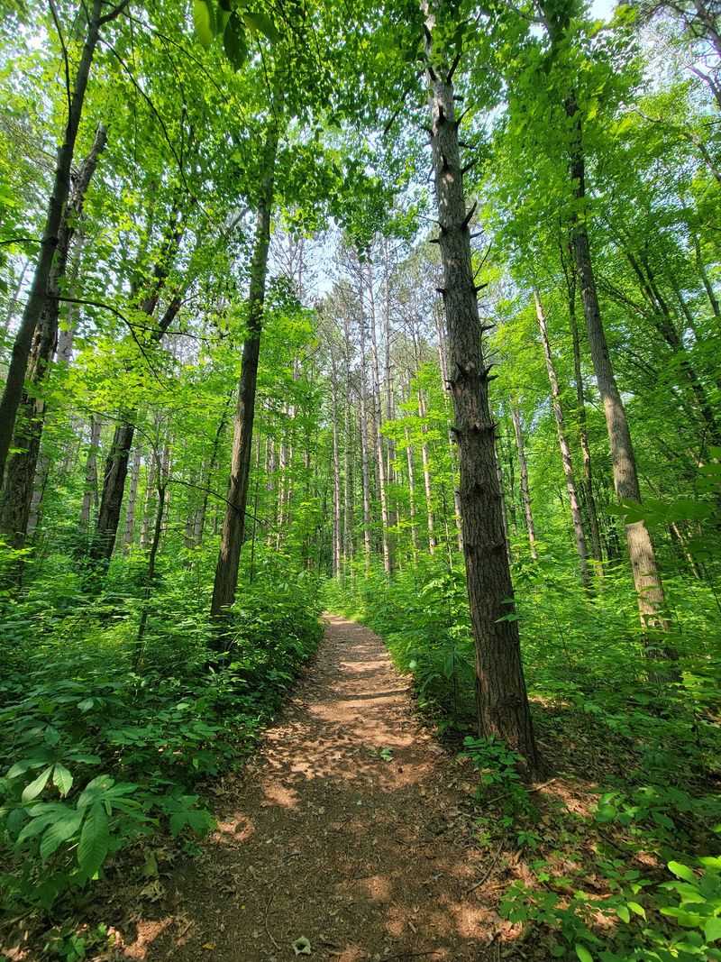 Nine Trails Threading Through Forest And Wetland