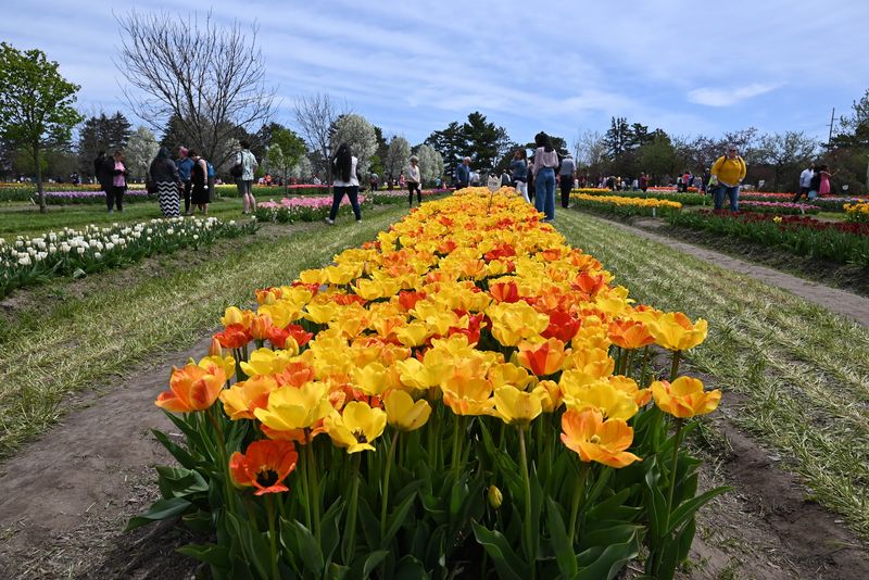 Numbered Tulip Plots Make Picking Your Favorites Easy