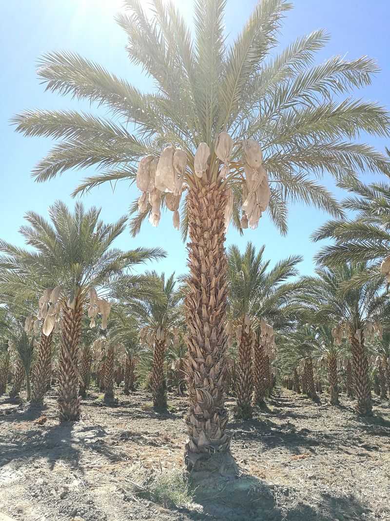 Oasis Date Gardens, Thermal, California Oasis Date Gardens, Thermal, California