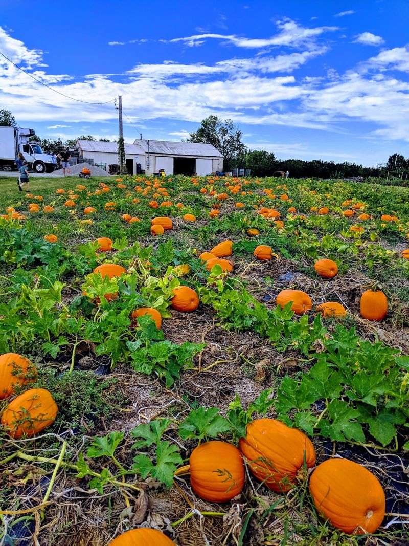October Turns Into Pumpkinland