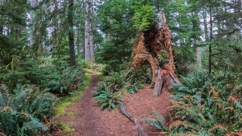 Old-Growth Forest Along The Shore