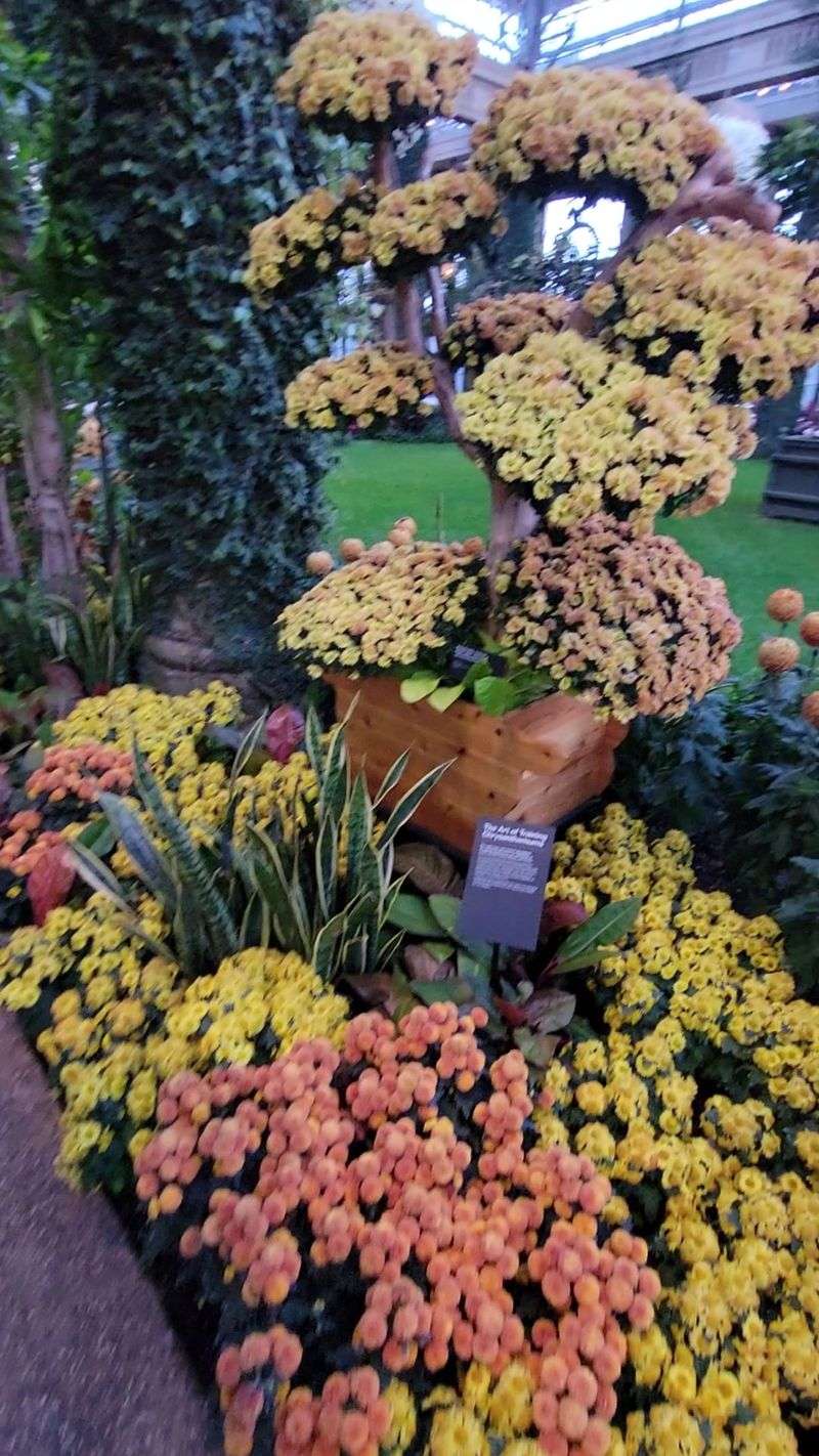 Orchids, Bonsai, and Living Collections